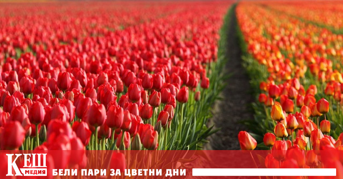 Главният победител на предсрочните избори е Герт Вилдерс и неговата