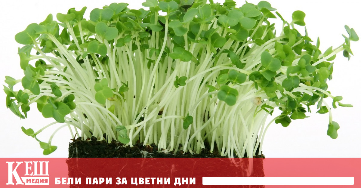 Учени от Мичиганския държавен университет MSU са идентифицирали нова пътечка