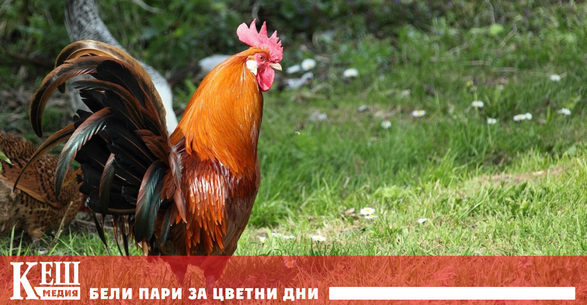 Мнозина т нар неоселяни обаче остават разочаровани откривайки че типичните селски