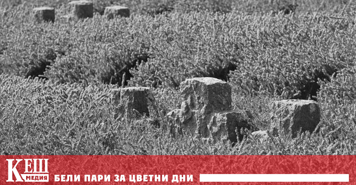Броят на подобни погребения надхвърля хиляда Това съобщава вестник The