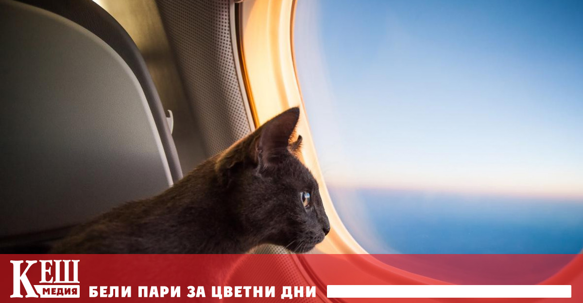 Самолет на турската авиокомпания Turkish Airlines прекъсна излитането си днес