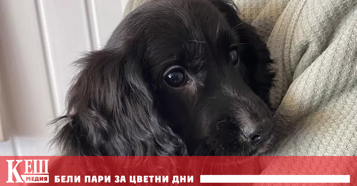 Ветеринарният хирург Арън Лъчман успя да спаси четирите правилни крайника