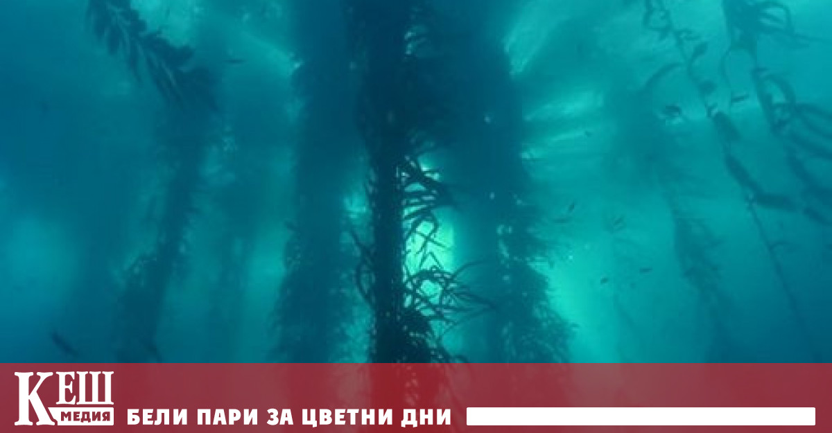 В ужасния сценарий на ядрена война има надежда че морските