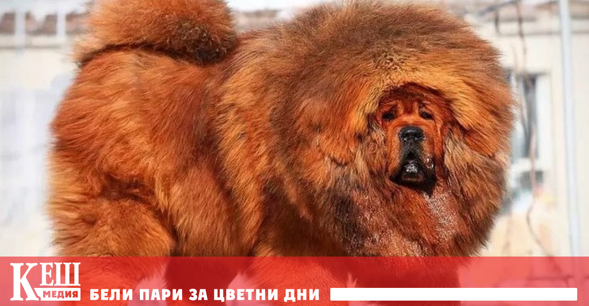 От най древни времена кучето придружава човека и е негов приятел