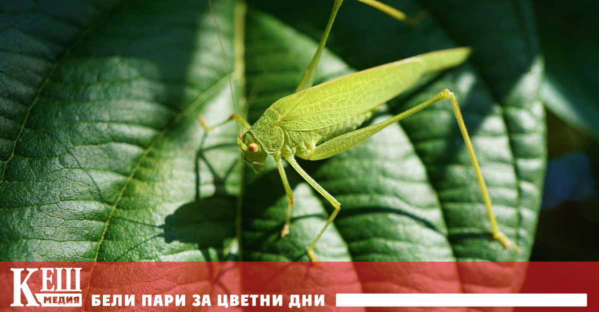 Все по честите нашествия на поради глобалното затопляне застрашават световната продоволствена