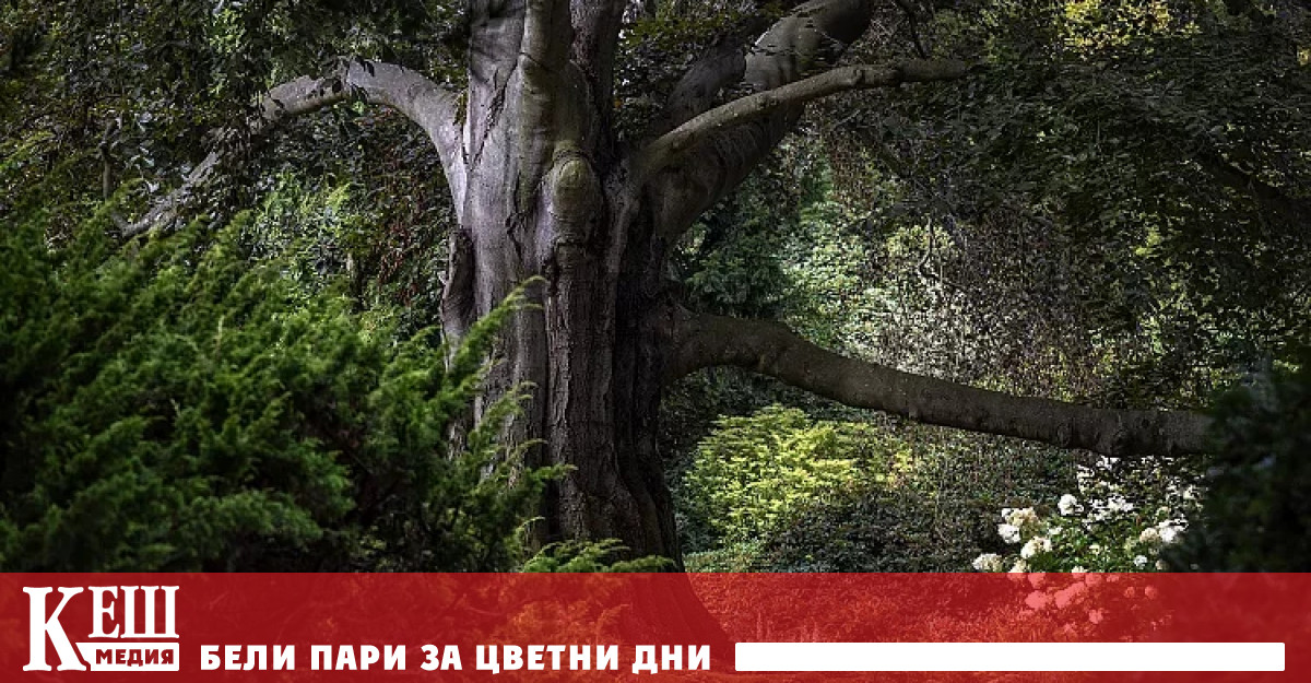 Феновете на инициативата я определят като истински катарзис в нашия