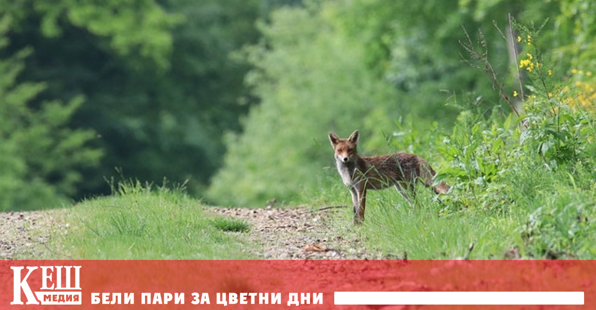 Експремиерът на Италия Марио Драги говори за липсата на публични