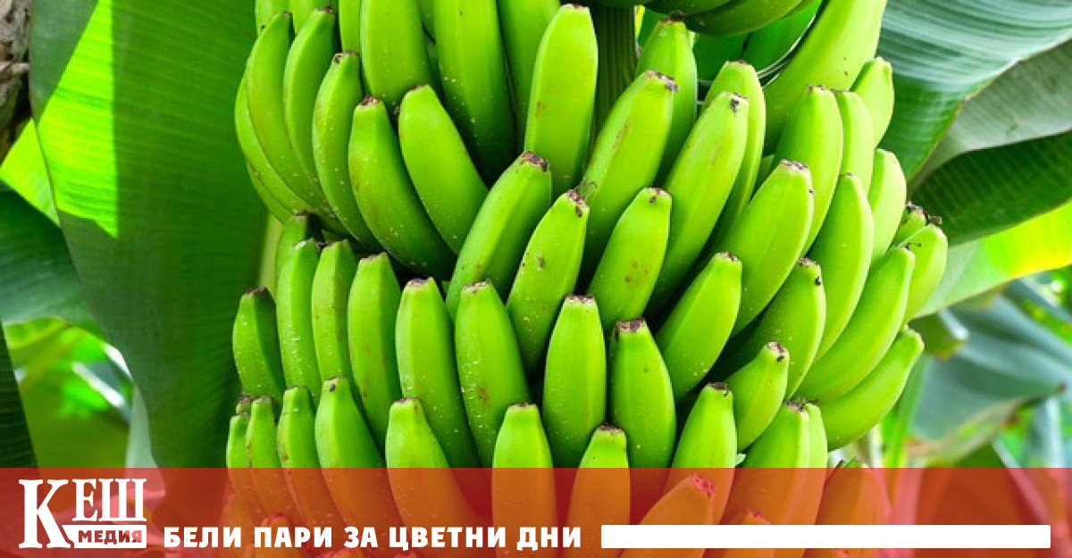 Снимка: За пръв път в света е разрешена употребата на генетично-модифицирани банани