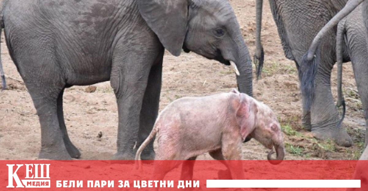 За да се убедят че не са изпаднали в групова