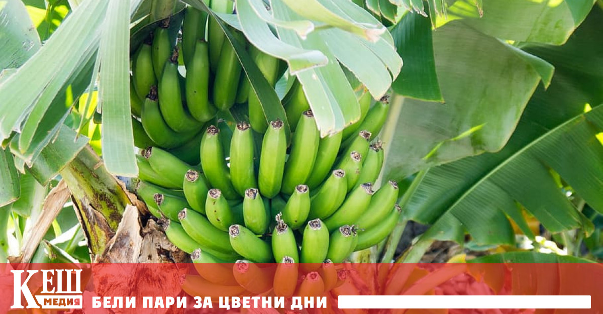 Експертът към Програмата на ООН за прехрана и земеделие Паскал