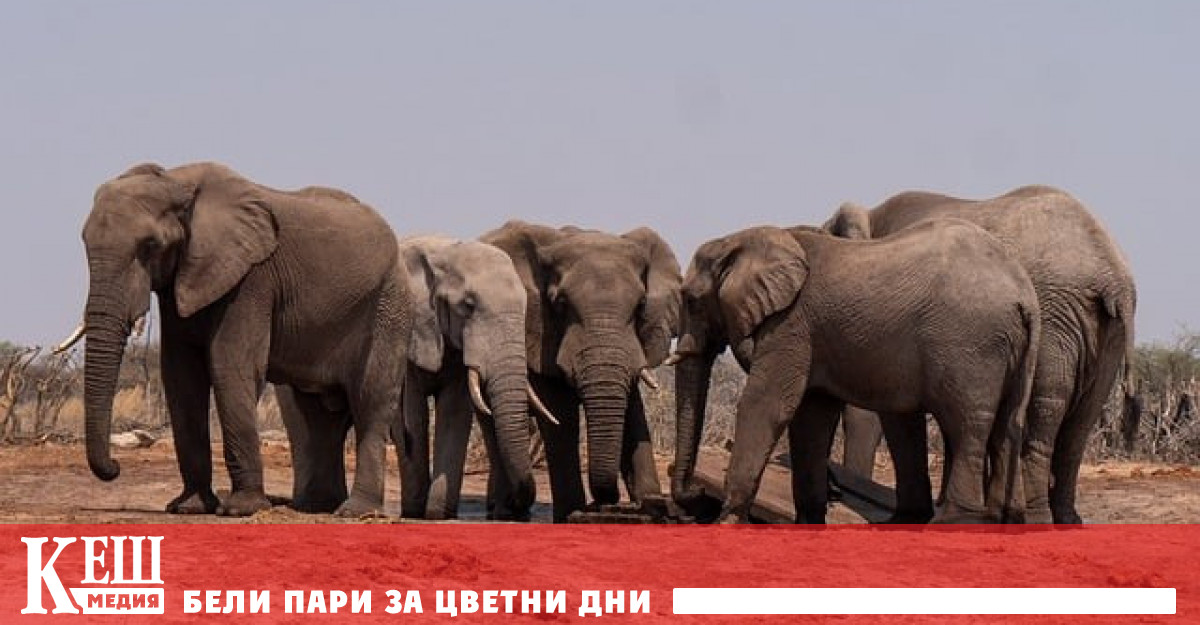 Ботсвана дом на най голямата популация от слонове в света е