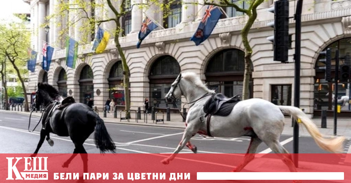 Животните изпуснати от наздор по време на рутинно военно учение