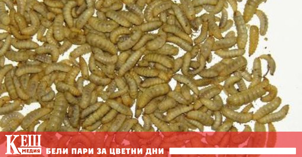 Руснаците вече са уверени че яденето на ларви на мухи