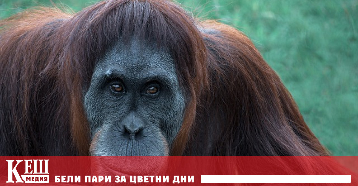 Мъжки суматрански орангутан използва лечебно растение за лечение на рана