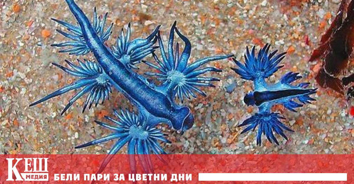 Ловците на слънчеви лъчи които се тълпят по плажовете на