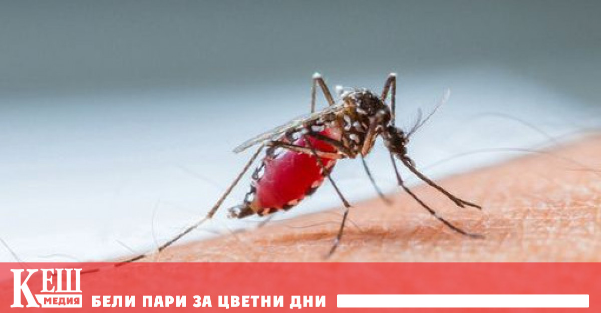 Експерти предупредиха че вирусът пренасян от комари може да се