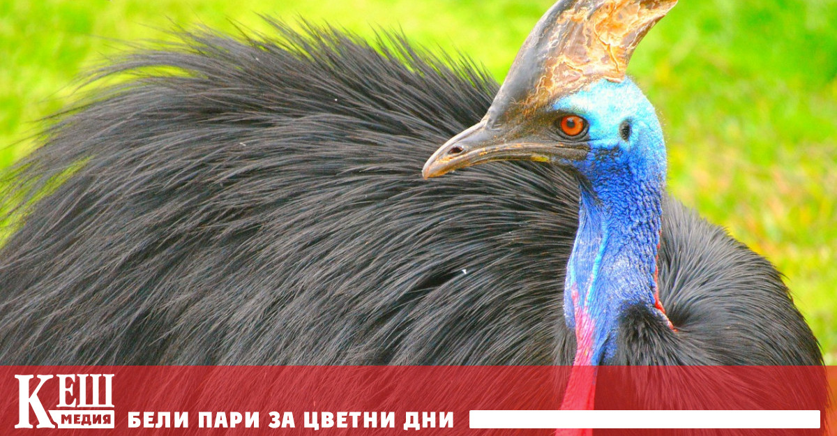 Плажуващи в Австралия били шокирани когато огромна птица смятана от