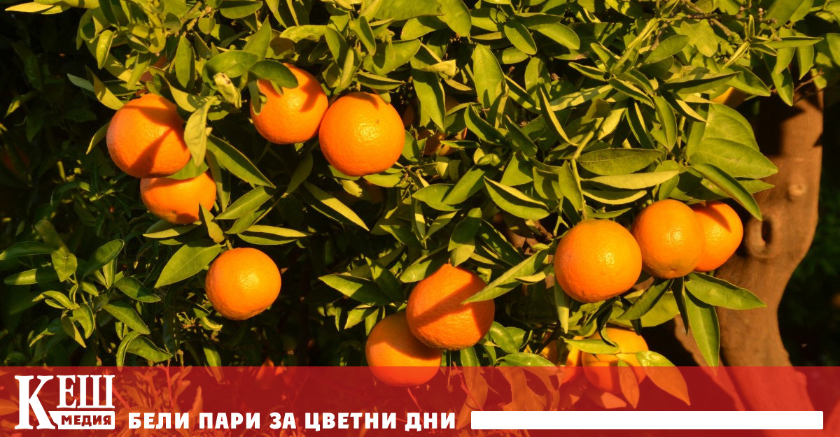 Производителите на портокалов сок слъсквайки се с криза поради проблеми