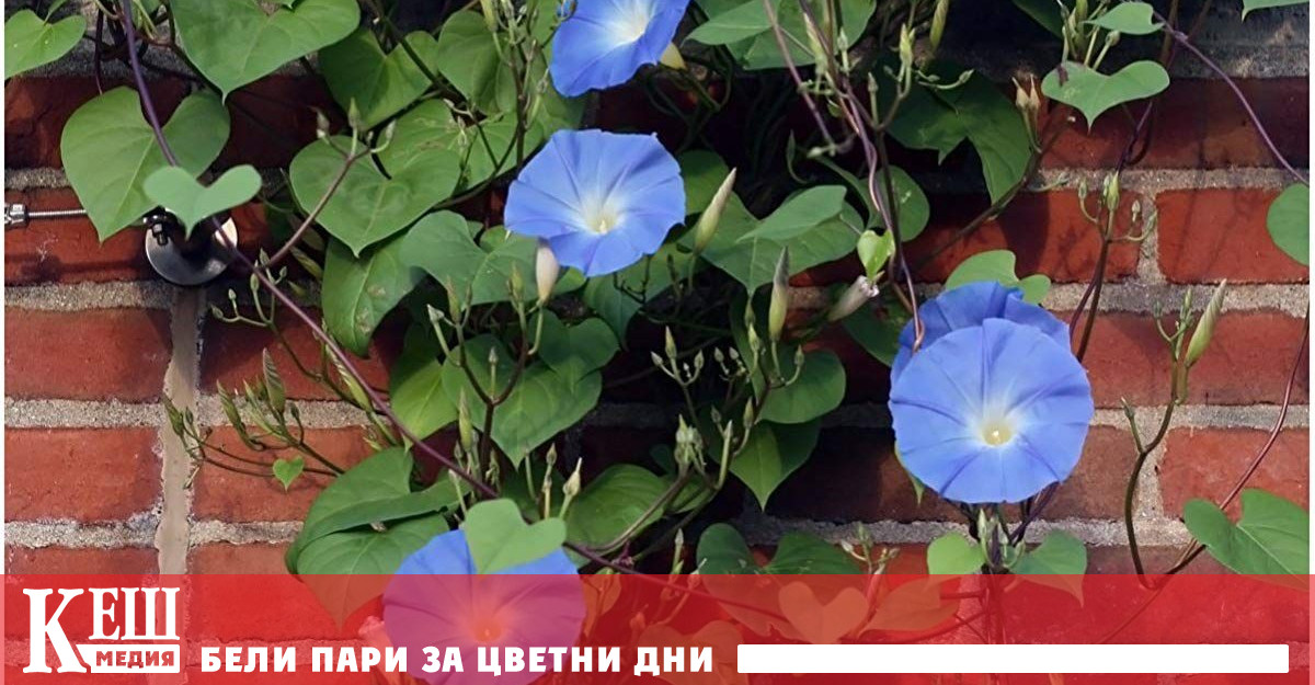 Като начало ако не сте регистриран производител продажбата на зеленчуци