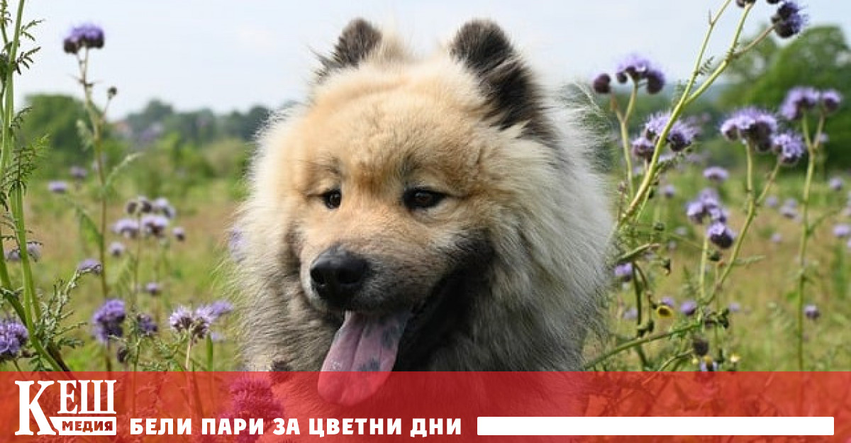 В изпълнение на общинските програми за овладяване на популацията за