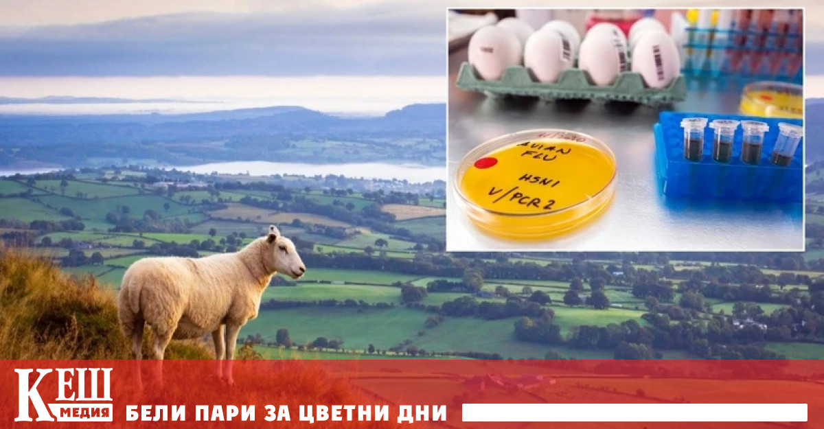 Случаят за първи път установява разпространение на вируса сред овце