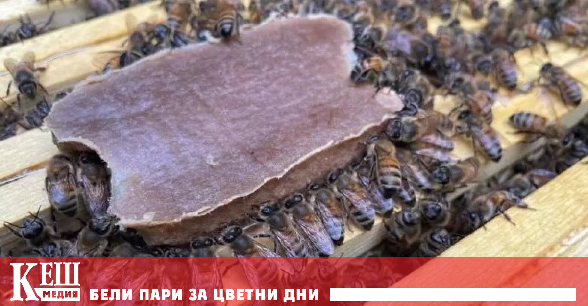 Учени от Вашингтонския държавен университет WSU са разработили заместител на