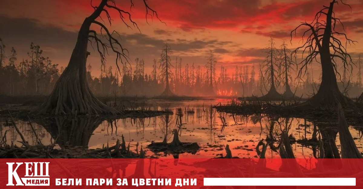 Висящият глиптостробус Glyptostrobus pensilis който някога е доминирал в блатистите