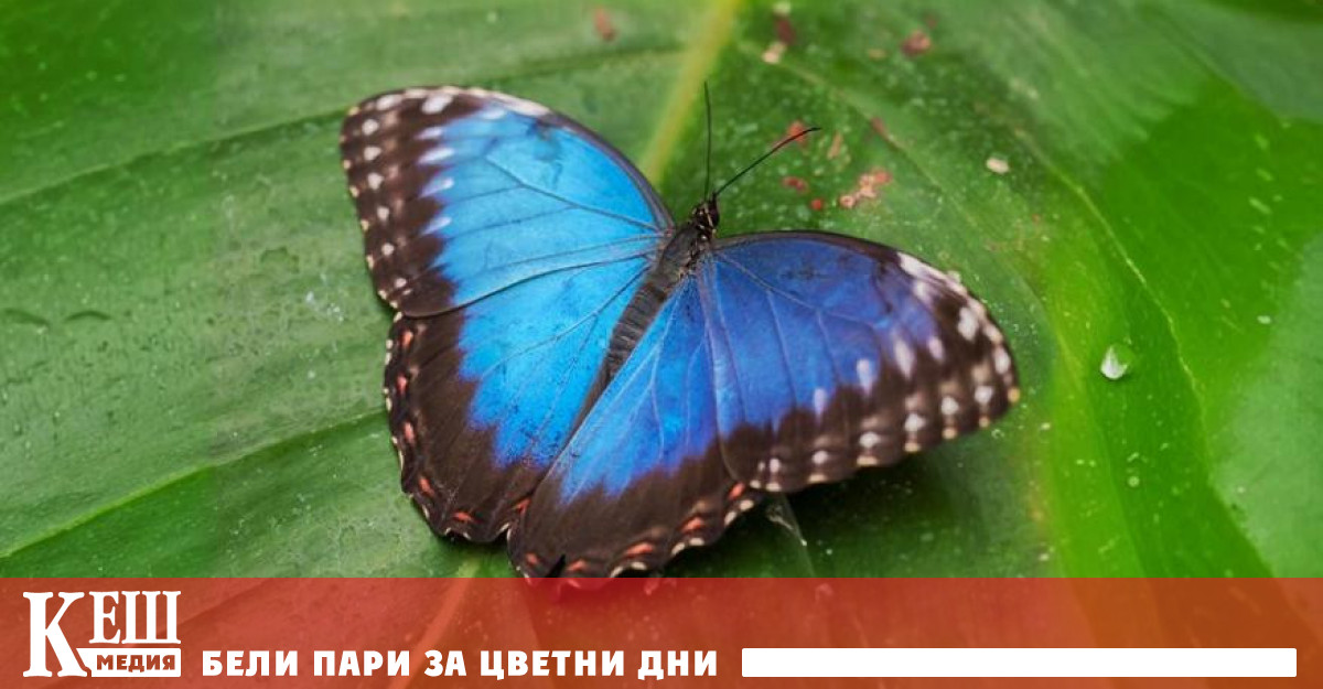 Синият цвят се среща изключително рядко при животни и растения