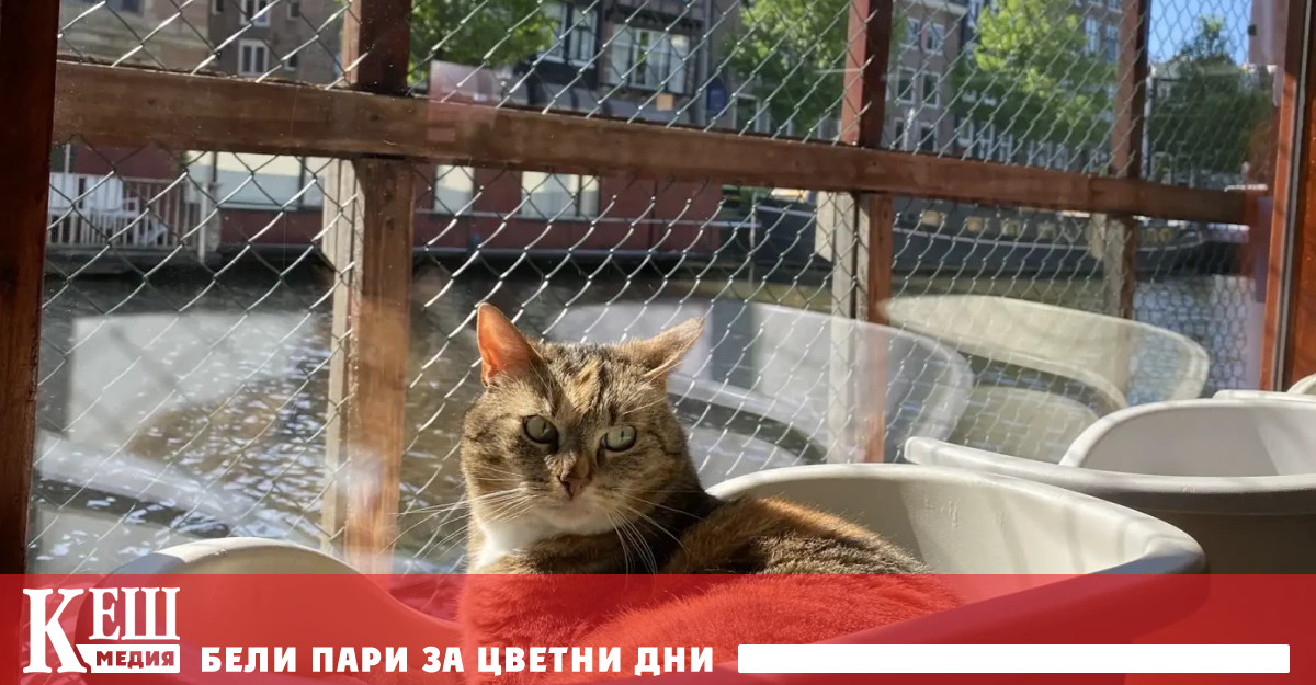 В живописните канали на града често попадат бездомни или диви