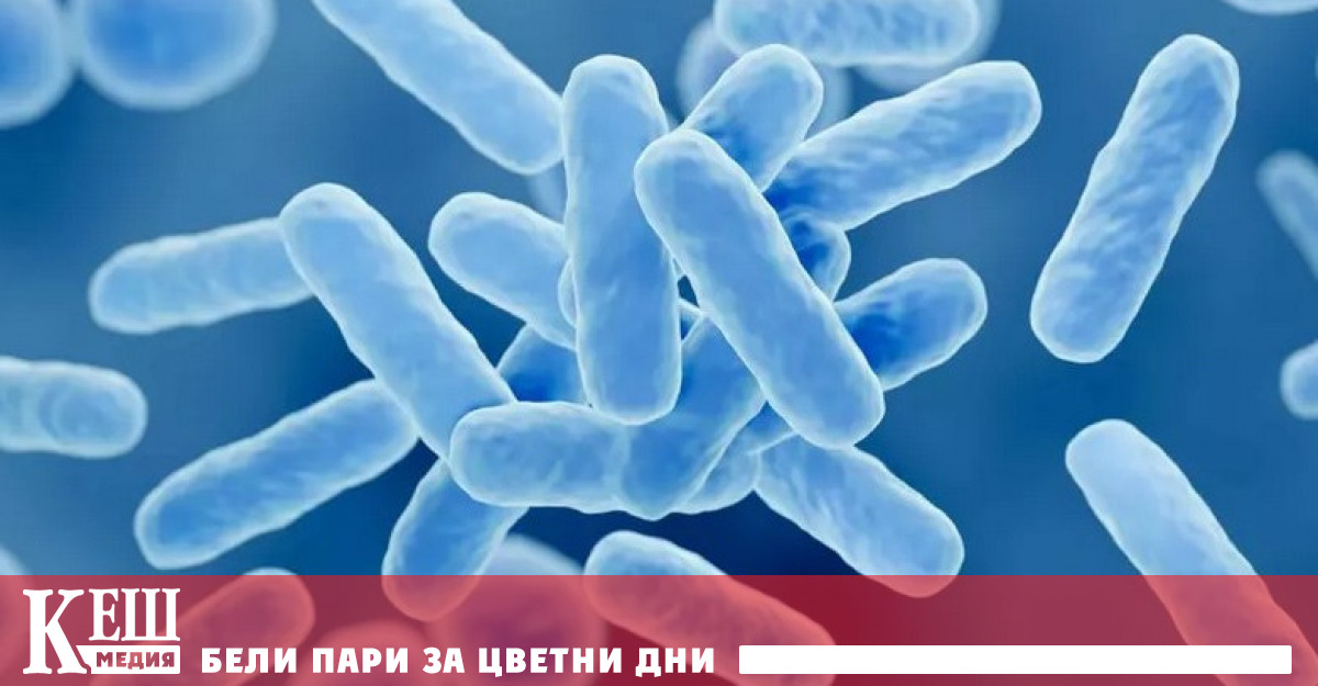 Резултатите от неотдавнашно изследване върху мишки показват че пробиотиците не