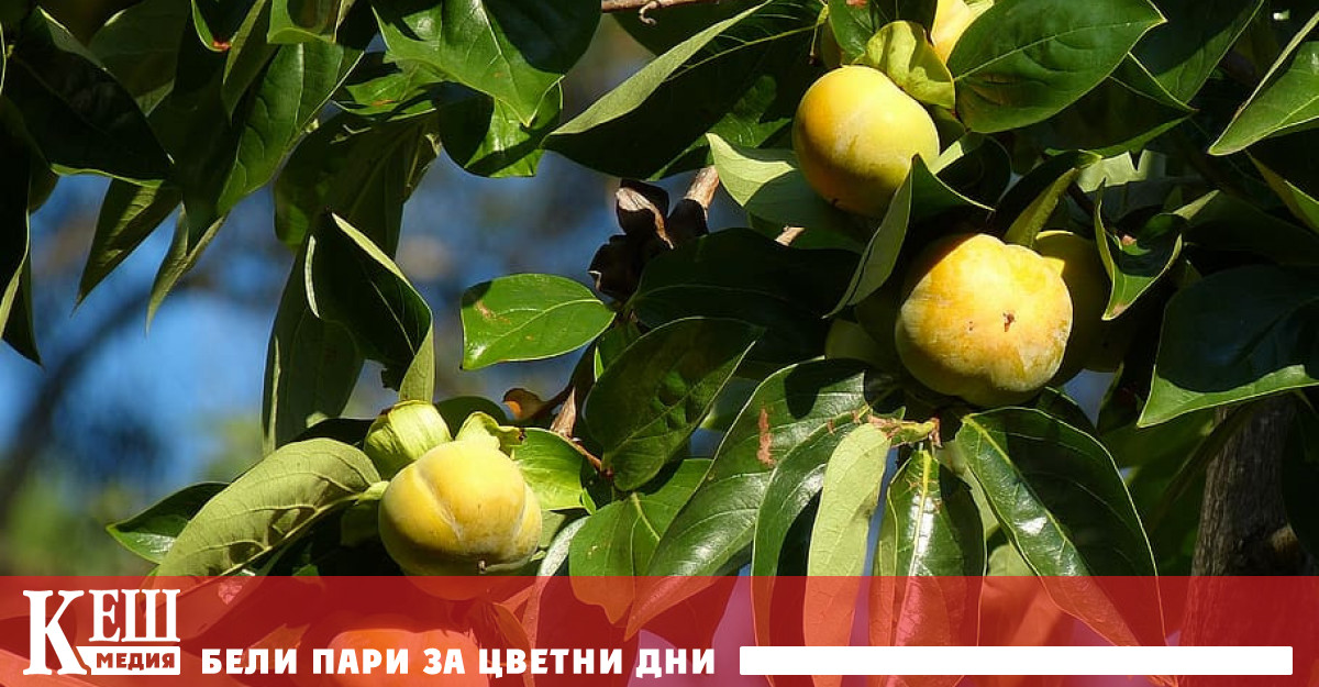 Производството на в по резултатите за 2025 година е намаляло