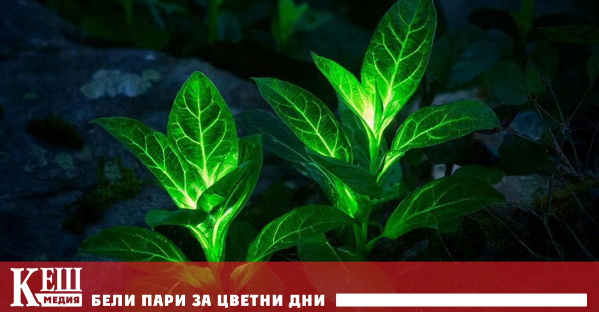 Китайски учени представиха генетично модифицирани растения способни да светят в