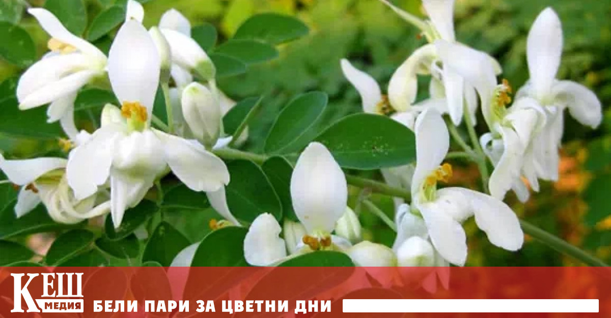 Ново изследване на университета в Сао Пауло Бразилия установи че