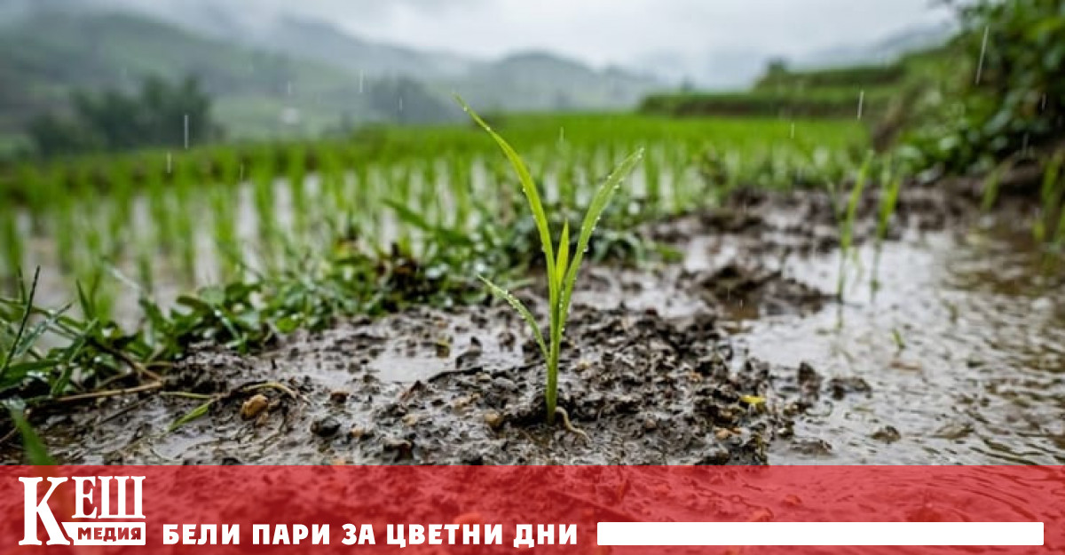 Експериментэт почти 8000 семена и изкуствен дъждИнженерите механици Николас Макрис