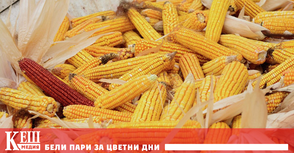 Изтощителните горещини и сушата във пораждат опасения сред анализаторите че