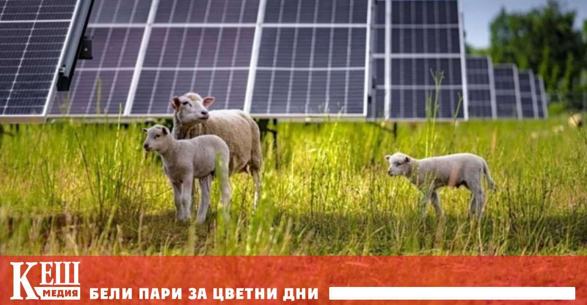 Около 100 овце от великополската порода вече пасат сред на