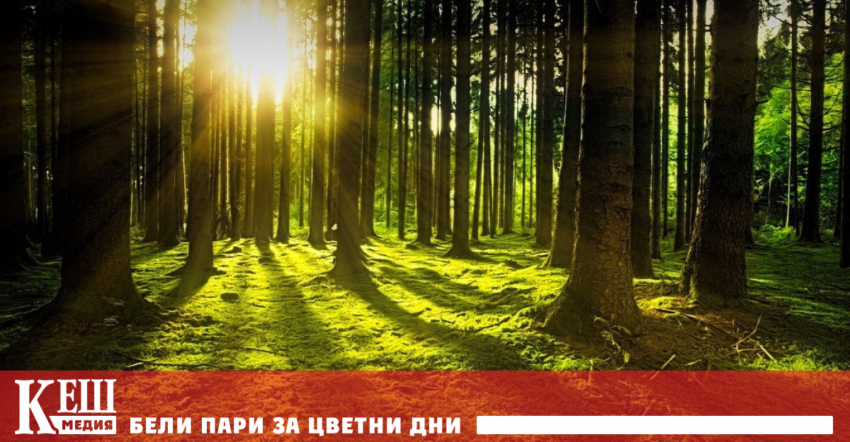 Започват засилени проверки заради наложената забрана за изсичане на гори