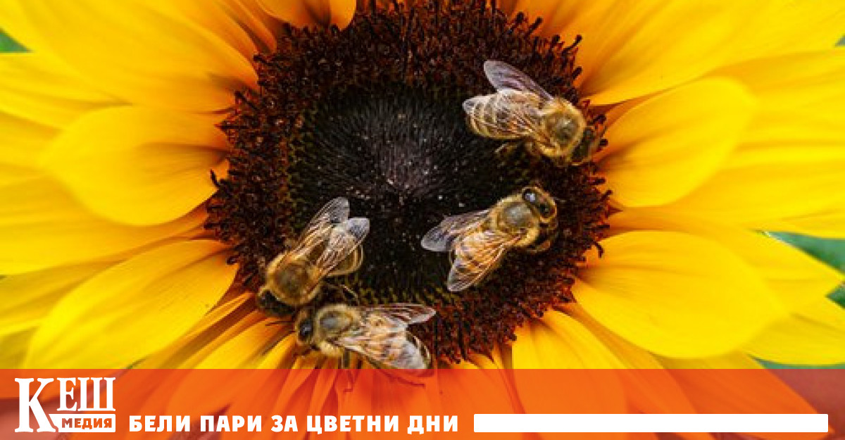 Технология с полени ще пази пчелите от инсектициди