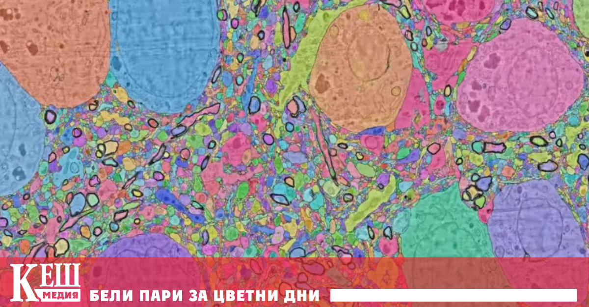 Google дигитализира част от човешкия мозък