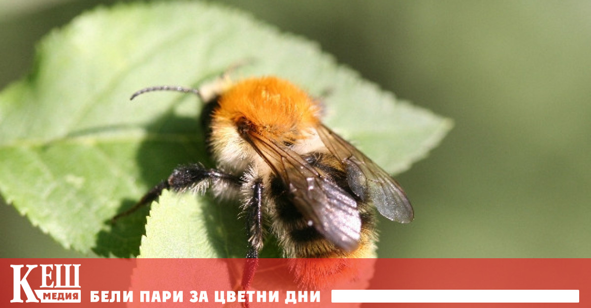 Виена настанява 2 милиона пчели покрай трамвайните релси