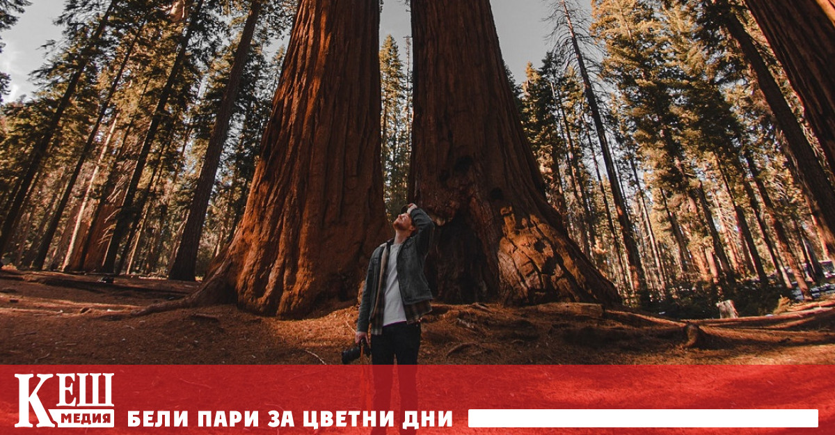 Пожари са унищожили 14% от гигантските секвои в света