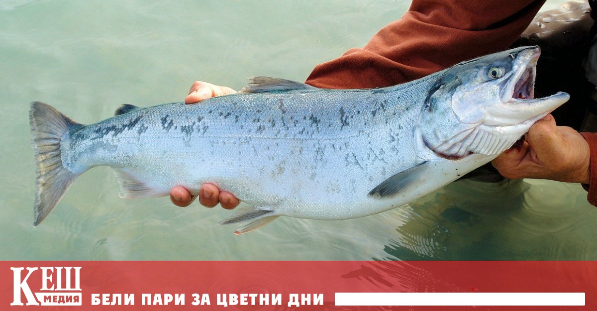 Заради сушата Калифорния спасява сьомгите от реките до океана с цистерни