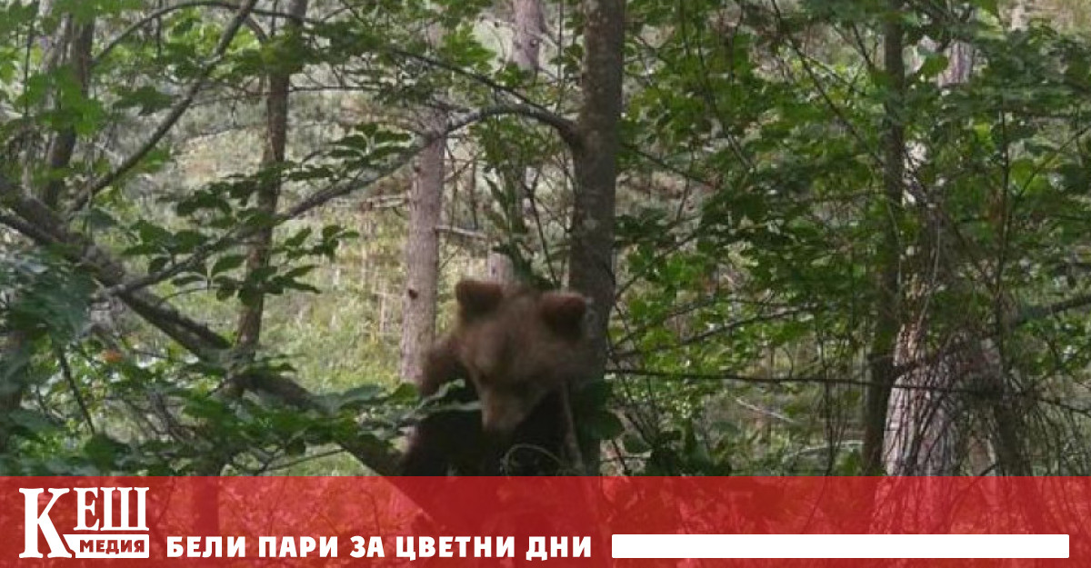 Поредна акция на РИОСВ – Смолян, за спасяването на малко мече