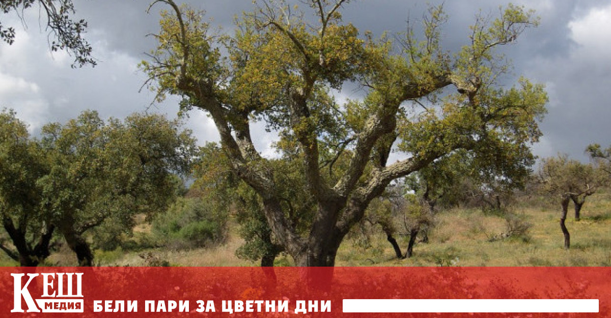 Растенията в борба с климатичните промени и резултатите от човешката дейност