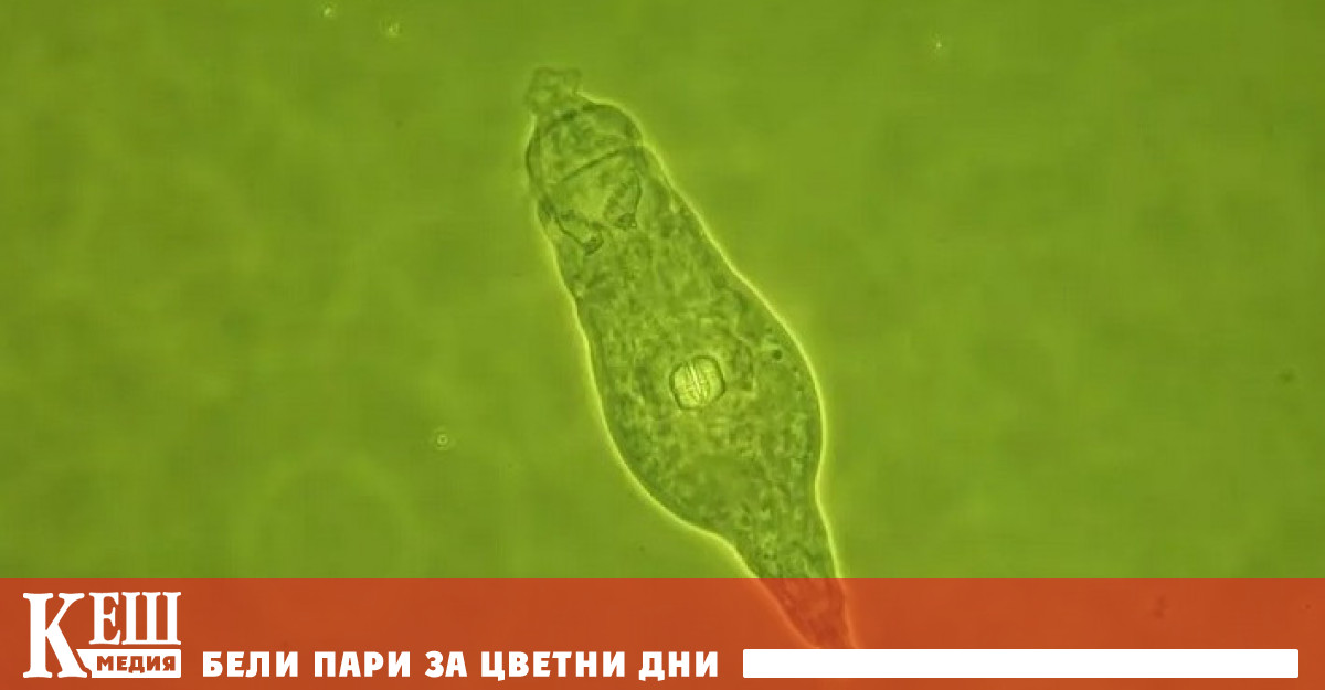 Учени „възкресиха замразени преди 24 хиляди години кръгли червеи