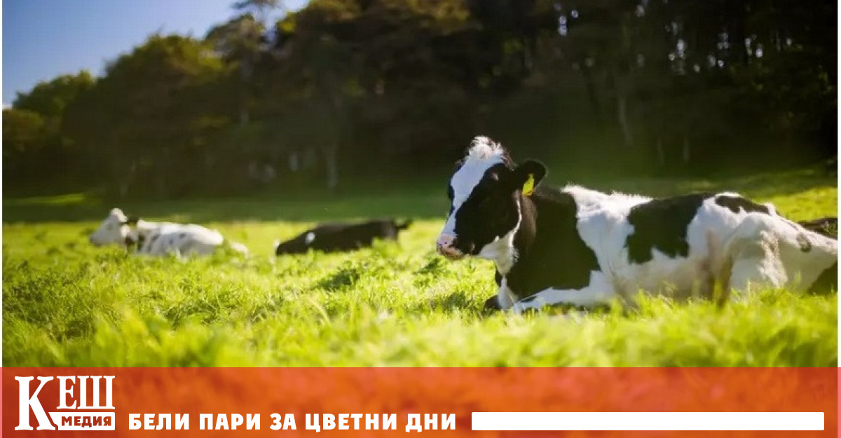 Фермер добива биткойни с помощта на оборски тор