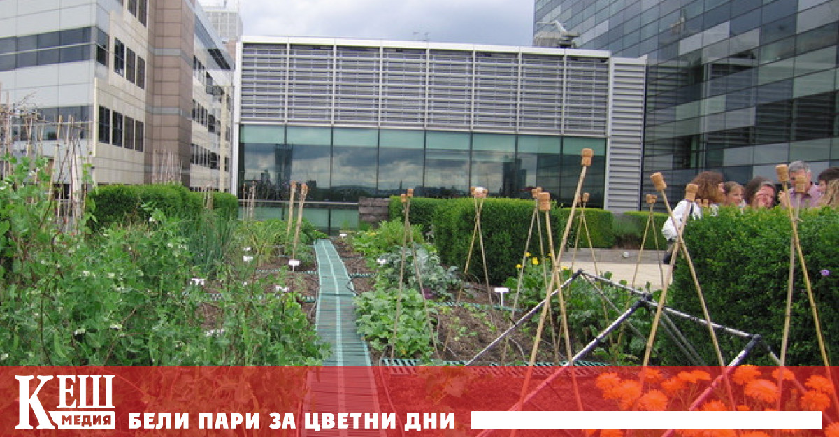 Природата може да „превземе и градовете с помощта на хората