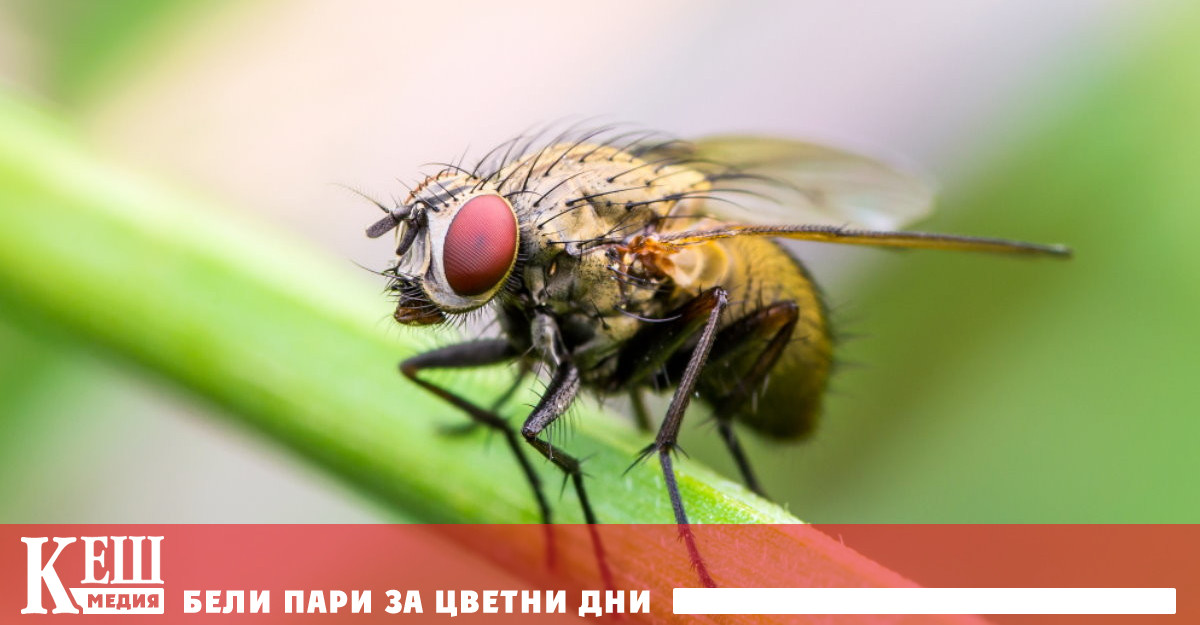 Как да се отървем от мухите вкъщи: 3 бързи начина за борба с досадните насекоми