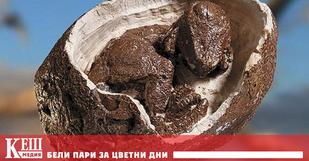 Вкаменено яйце на динозавър откриха в пратка италиански митничари