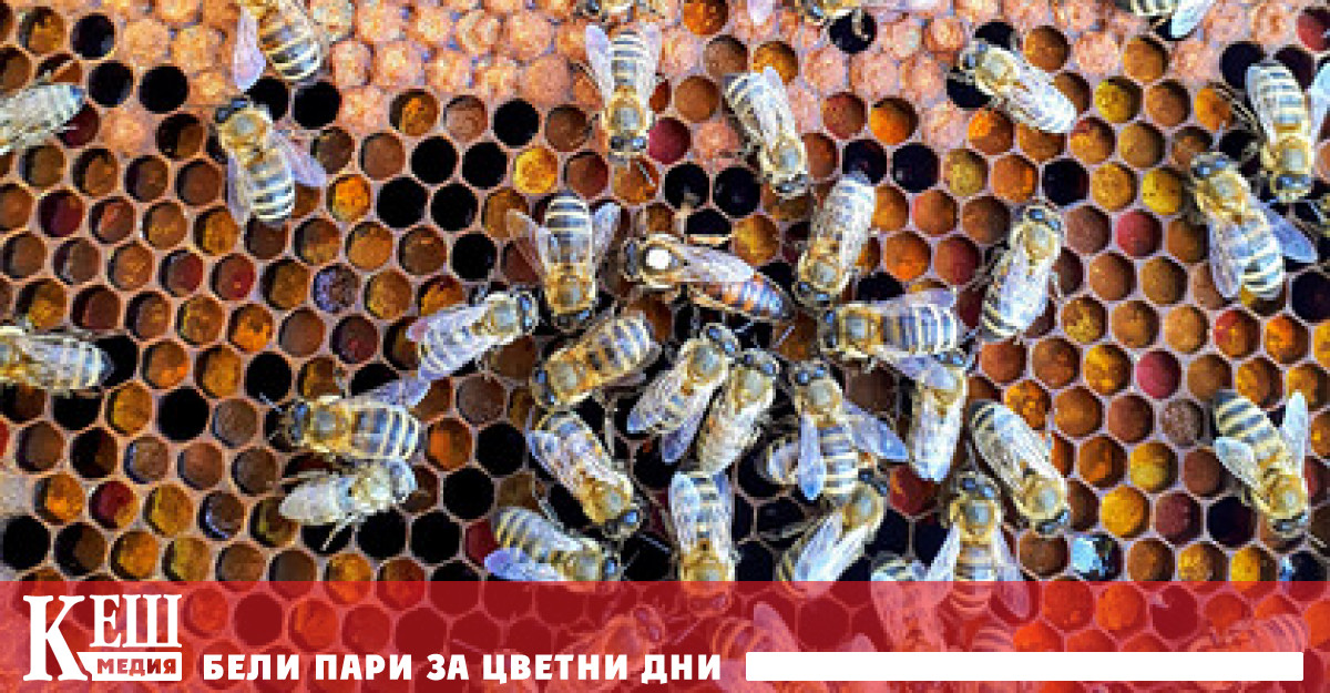 Учени откриха, че пчелите могат да се клонират сами